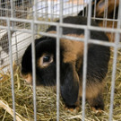kleintierzucht landesschau_14.jpg