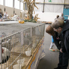 kleintierzucht landesschau_17.jpg