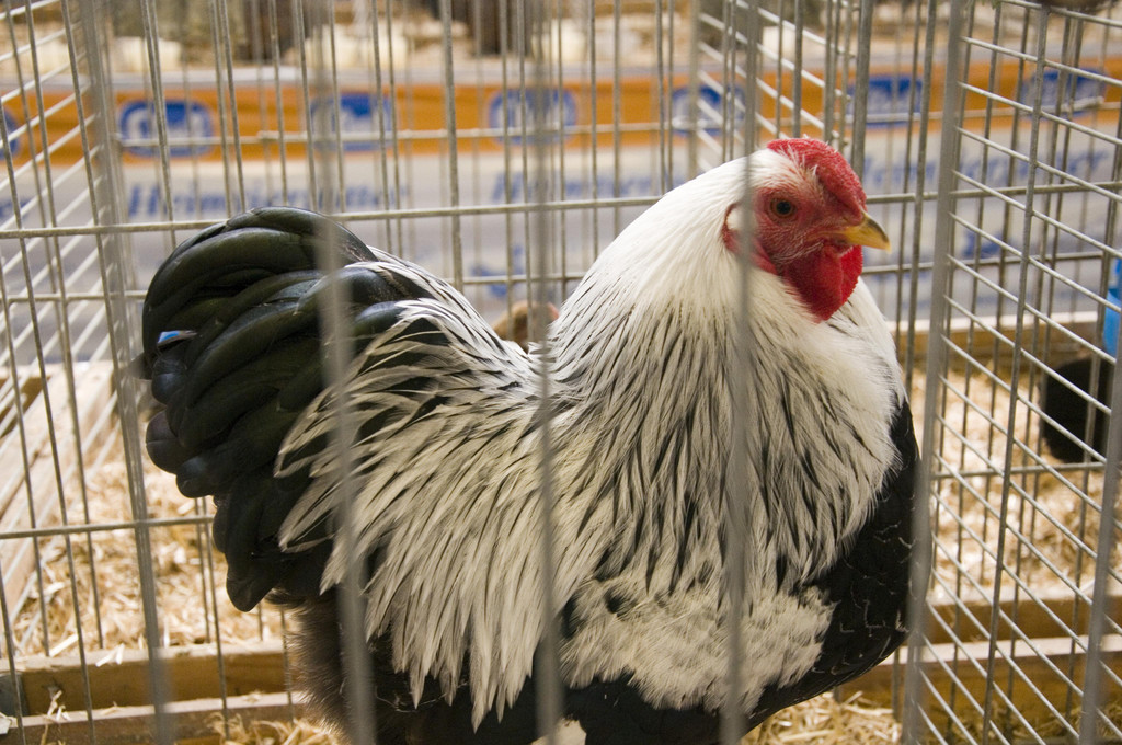 kleintierzucht landesschau_18.jpg