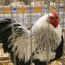kleintierzucht landesschau_18.jpg