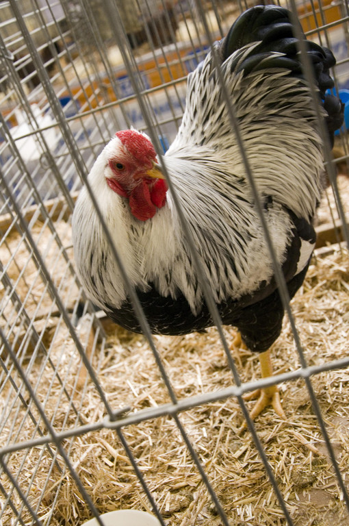 kleintierzucht landesschau_19.jpg