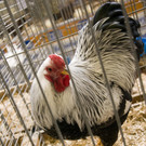 kleintierzucht landesschau_19.jpg