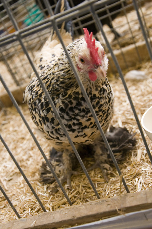 kleintierzucht landesschau_20.jpg