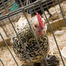 kleintierzucht landesschau_20.jpg
