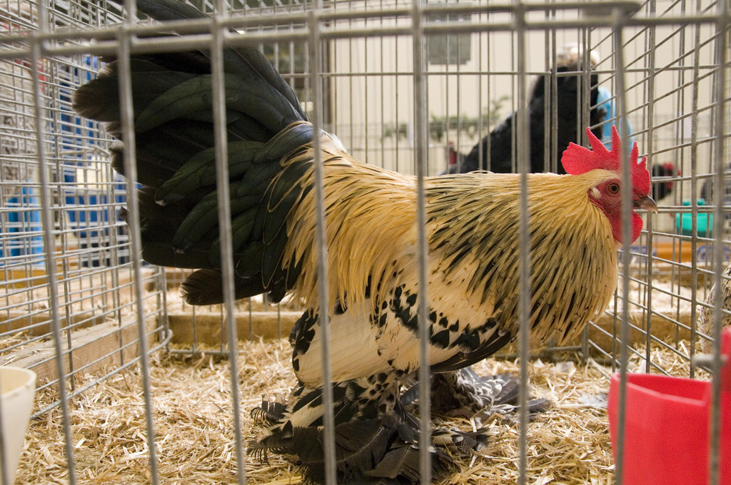 kleintierzucht landesschau_21.jpg