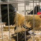 kleintierzucht landesschau_21.jpg