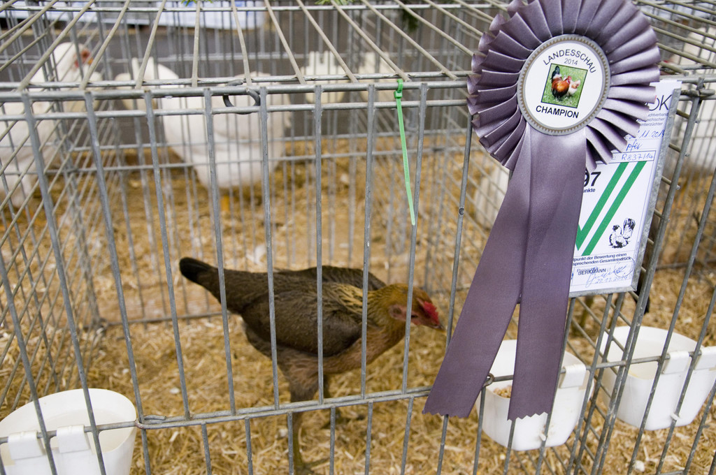kleintierzucht landesschau_22.jpg