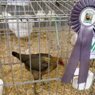 kleintierzucht landesschau_22.jpg
