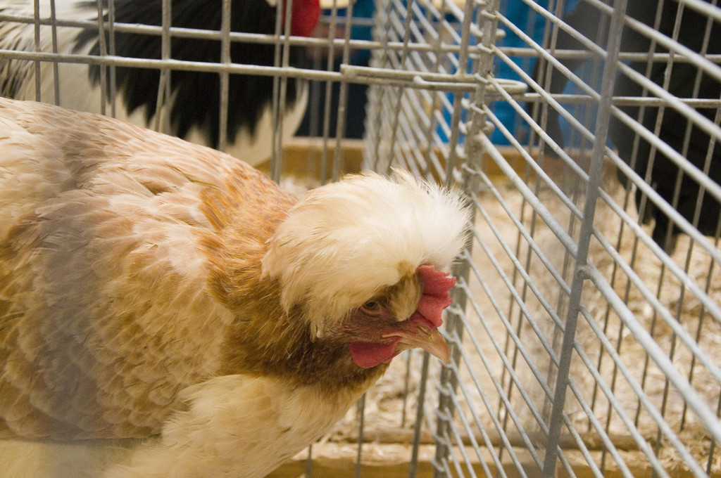 kleintierzucht landesschau_24.jpg