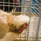 kleintierzucht landesschau_24.jpg