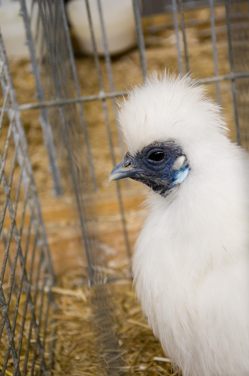 kleintierzucht landesschau_25.jpg
