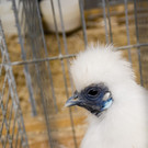 kleintierzucht landesschau_25.jpg