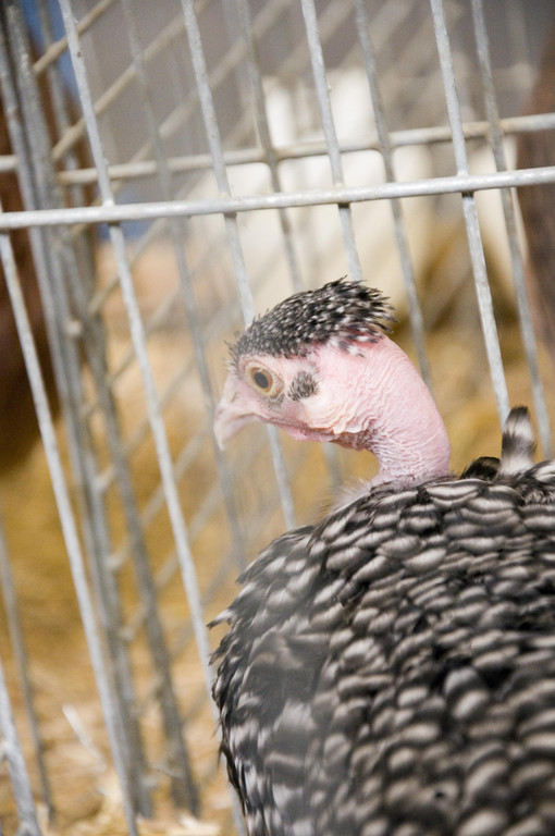 kleintierzucht landesschau_26.jpg
