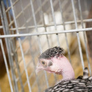 kleintierzucht landesschau_26.jpg