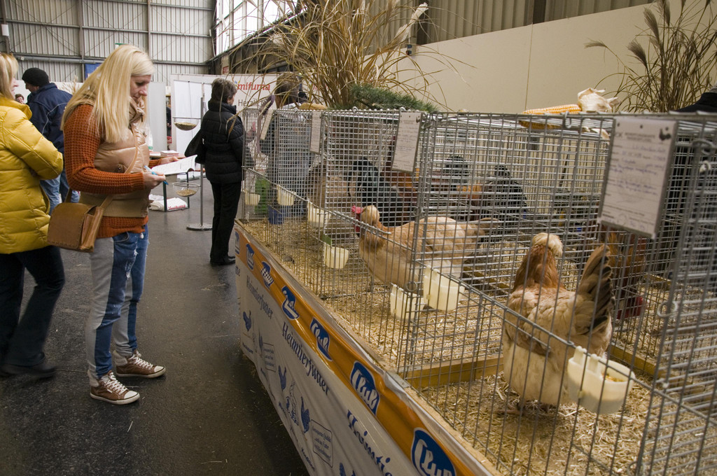 kleintierzucht landesschau_29.jpg