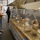 kleintierzucht landesschau_29.jpg