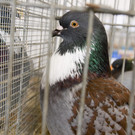 kleintierzucht landesschau_36.jpg
