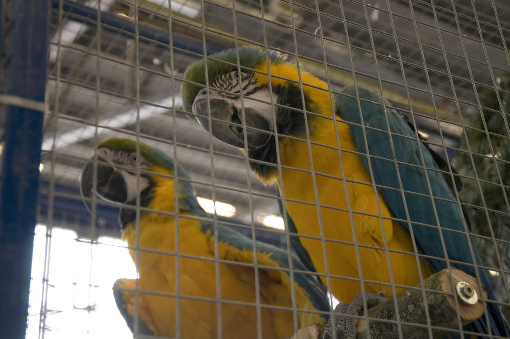 kleintierzucht landesschau_42.jpg