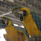 kleintierzucht landesschau_42.jpg