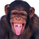 affe.jpg
