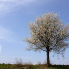 Baum.jpg