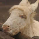 Seltene Rasse - Die „Barockesel“ als Lieblinge im Wildpark