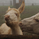 KOE_Barockesel im Wildpark 2.jpg