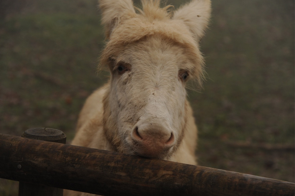KOE_Barockesel im Wildpark 3.jpg
