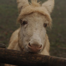 KOE_Barockesel im Wildpark 3.jpg