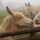 KOE_Barockesel im Wildpark 4.jpg