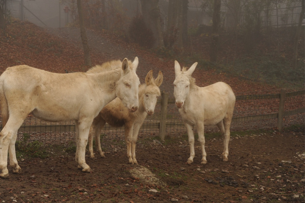 KOE_Barockesel im Wildpark 5.jpg