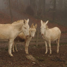 KOE_Barockesel im Wildpark 5.jpg