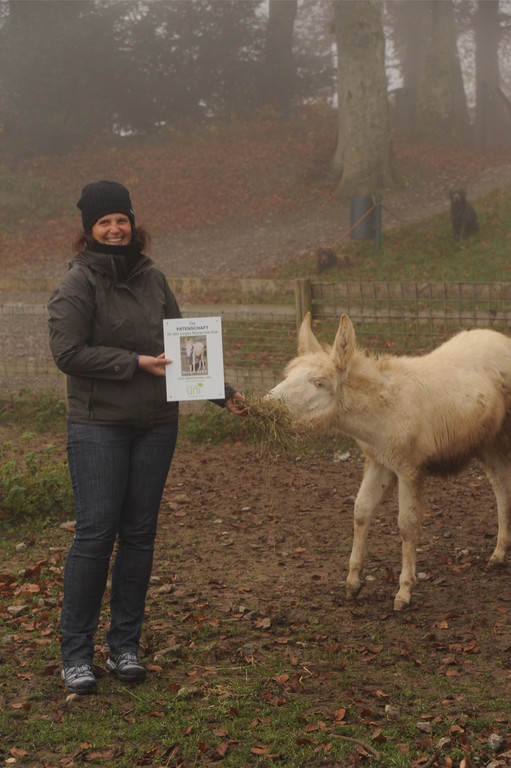 KOE_Barockesel im Wildpark 6.jpg