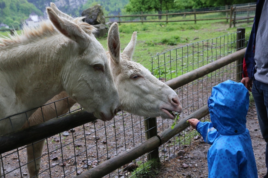 KOE_Barockesel im Wildpark 8.jpg