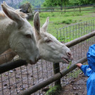 KOE_Barockesel im Wildpark 8.jpg