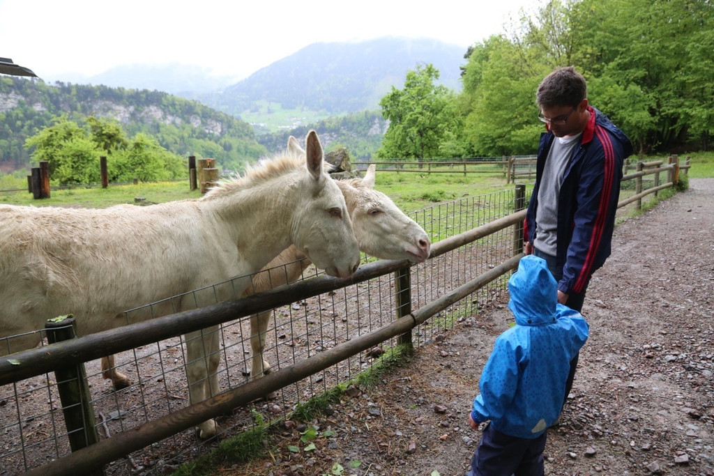KOE_Barockesel im Wildpark 9.jpg
