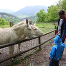 KOE_Barockesel im Wildpark 9.jpg