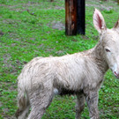 KOE_Barockesel im Wildpark 10.jpg