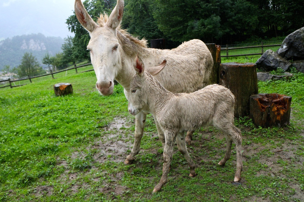 KOE_Barockesel im Wildpark 11.jpg