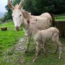 KOE_Barockesel im Wildpark 11.jpg
