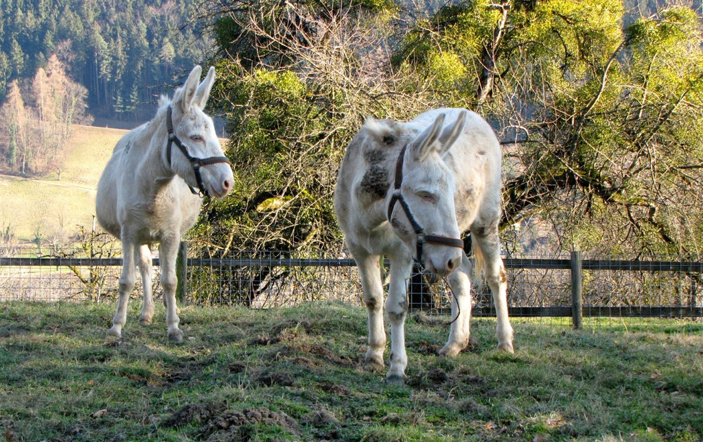 KOE_Barockesel im Wildpark 13.jpg
