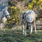 KOE_Barockesel im Wildpark 13.jpg