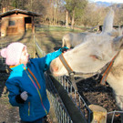 KOE_Barockesel im Wildpark 15.jpg