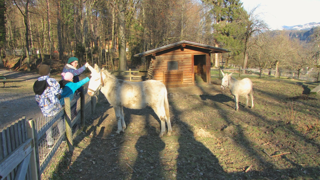 KOE_Barockesel im Wildpark 16.jpg