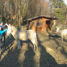 KOE_Barockesel im Wildpark 16.jpg