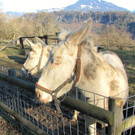 KOE_Barockesel im Wildpark 18.jpg