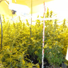 49 Cannabis-Pflanzen bei Hausdurchsuchung in Wien-Favoriten gefunden