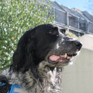 Gregg: Lebhafter Rüde braucht guten Platz