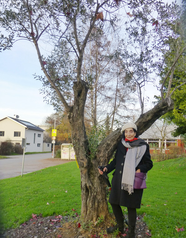 Scherling2 Baum.jpg