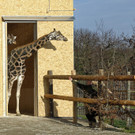 Giraffen erkunden vorsichtig Freigehege im Tiergarten Schönbrunn